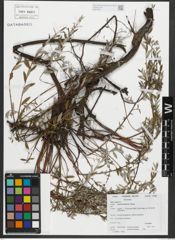 Foto von Salix repens subsp. rosmarinifolia (L.) Andersson